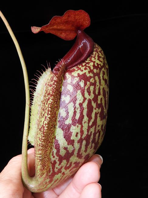 Nepenthes merrilliana x aristolochioides – Carnivero