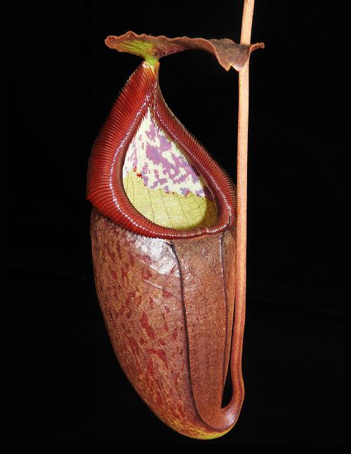NEPENTHES 【定価:26000円】 Nepenthes platychila x vogelii, BE-3638 – Carnivero