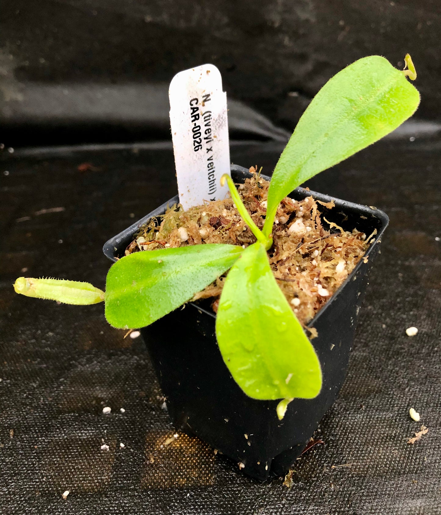 Nepenthes (tiveyi x veitchii) x vogelii  - CAR-0026