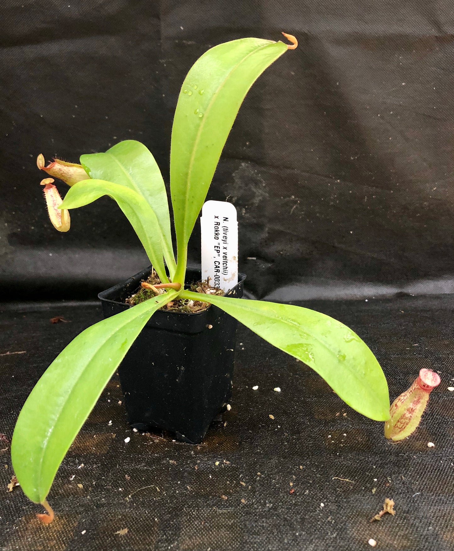 Nepenthes (tiveyi x veitchii) x Rokko