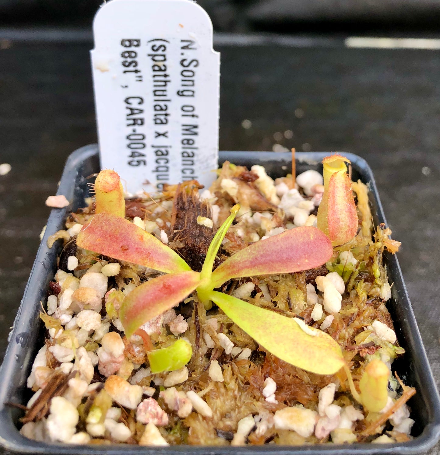 Nepenthes Song of Melancholy x (spathulata x jacquelineae)
