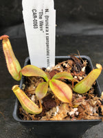 Nepenthes (truncata x campanulata) x veitchii "The Wave", CAR-0063, pitcher plant, carnivorous plant, collectors plant, large pitchers, rare plants