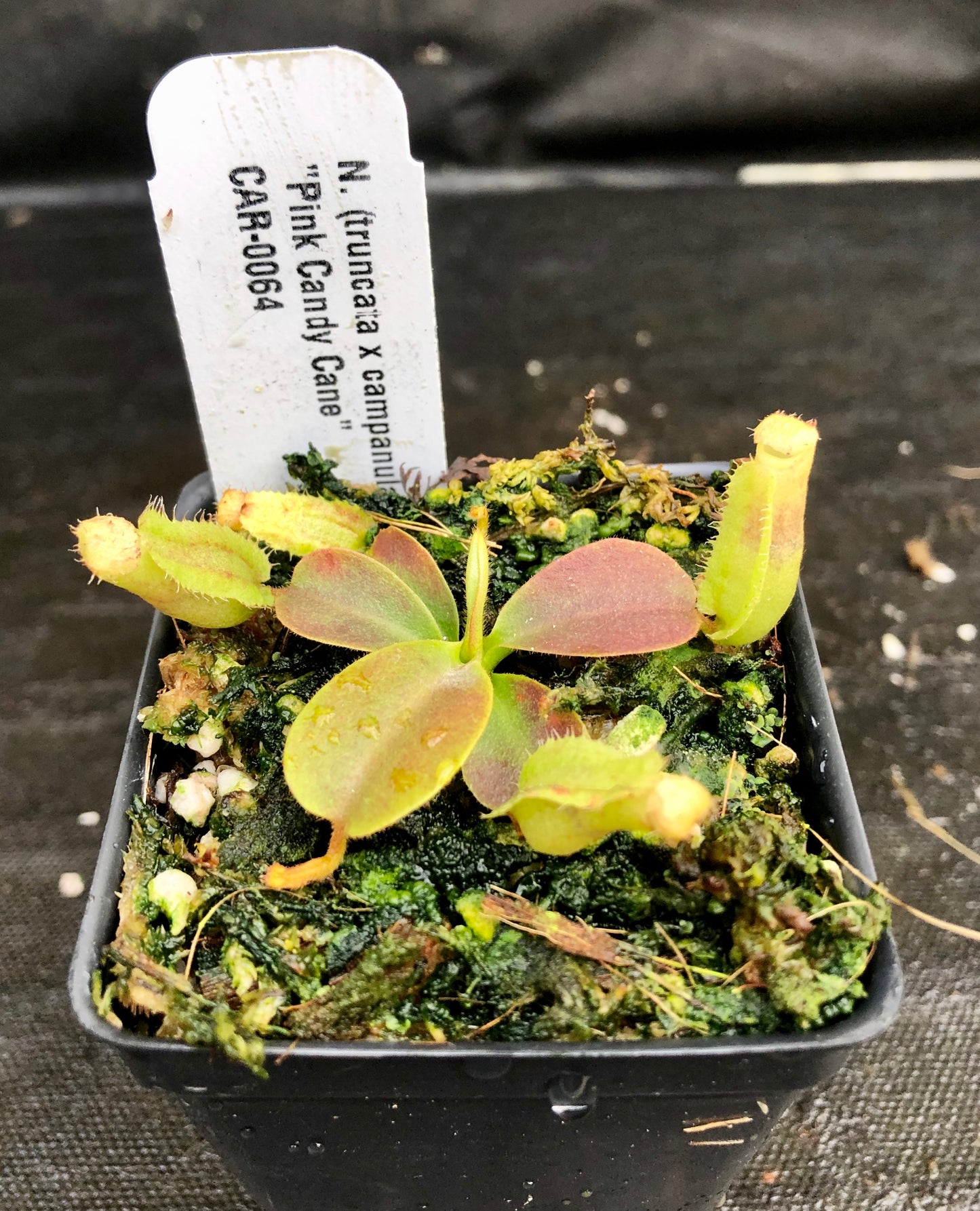 Nepenthes (truncata x campanulata) x veitchii
