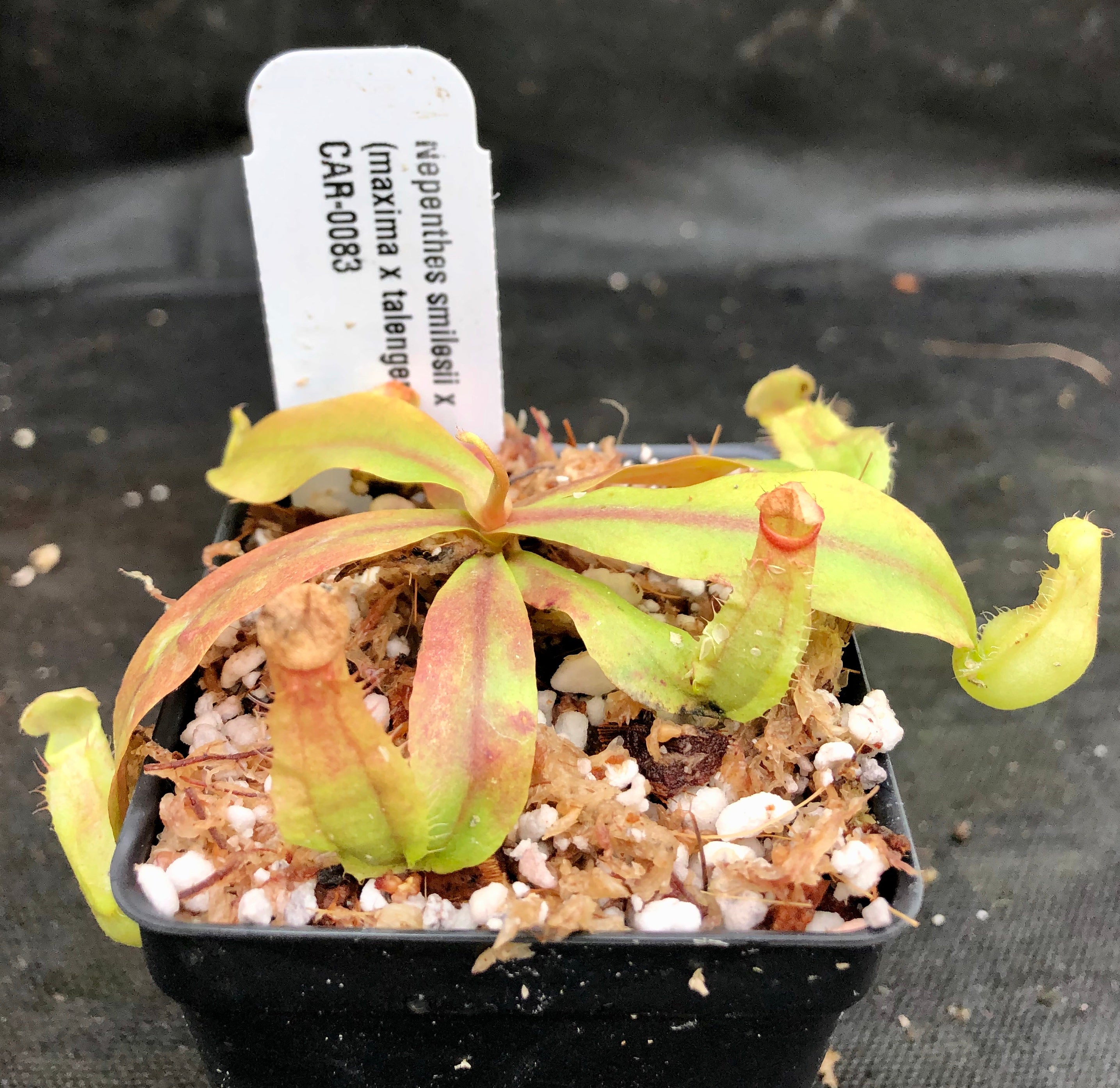 Nepenthes smilesii x (maxima x talangensis), CAR-0083 – Carnivero