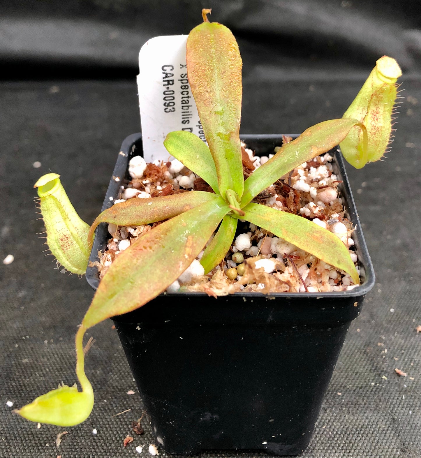 Nepenthes (spathulata x spectabilis)