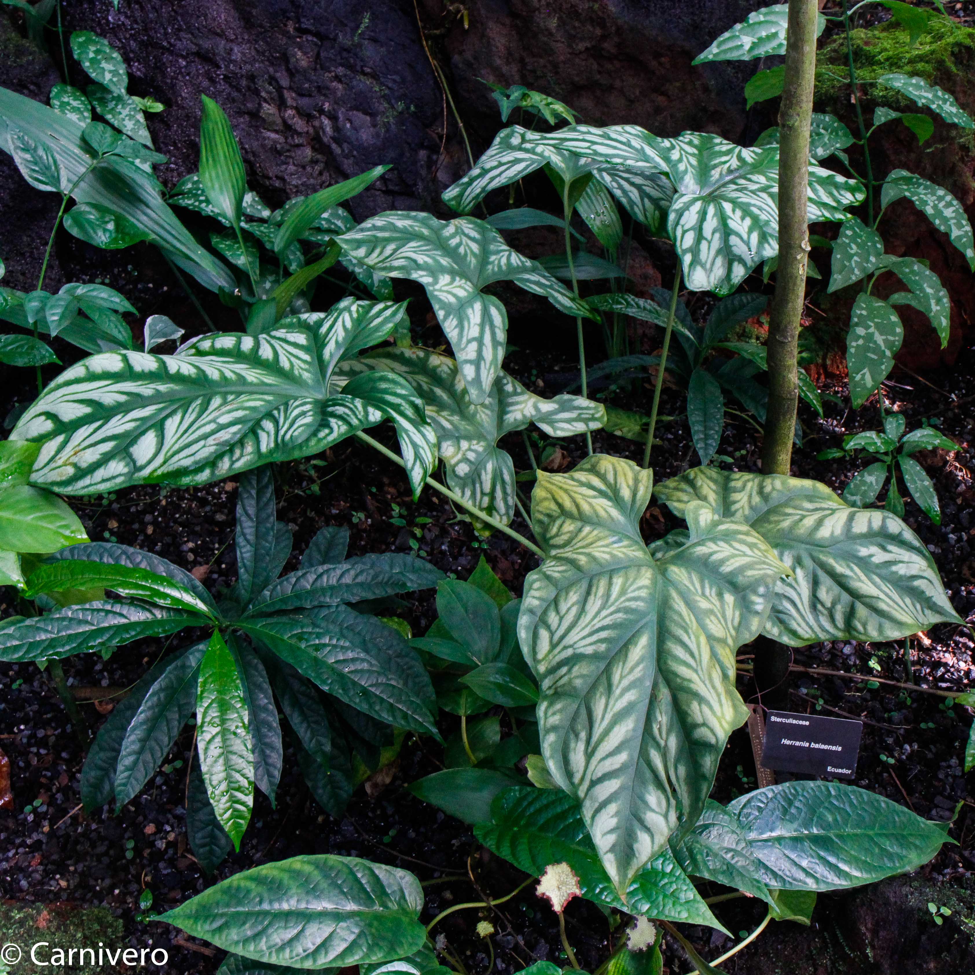 is cercestis mirabilis a philodendron Cercestis mirabilis – Carnivero