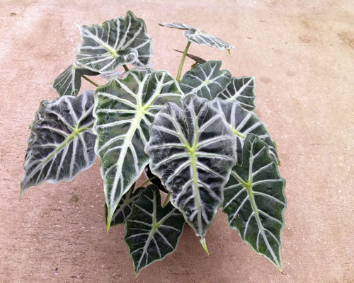 Alocasia 'Mandalay', African Mask plant