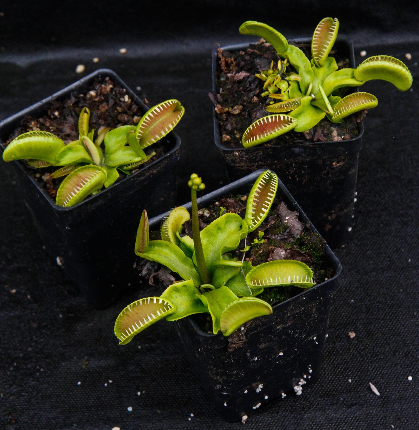 Venus Flytrap- Dionaea muscipula