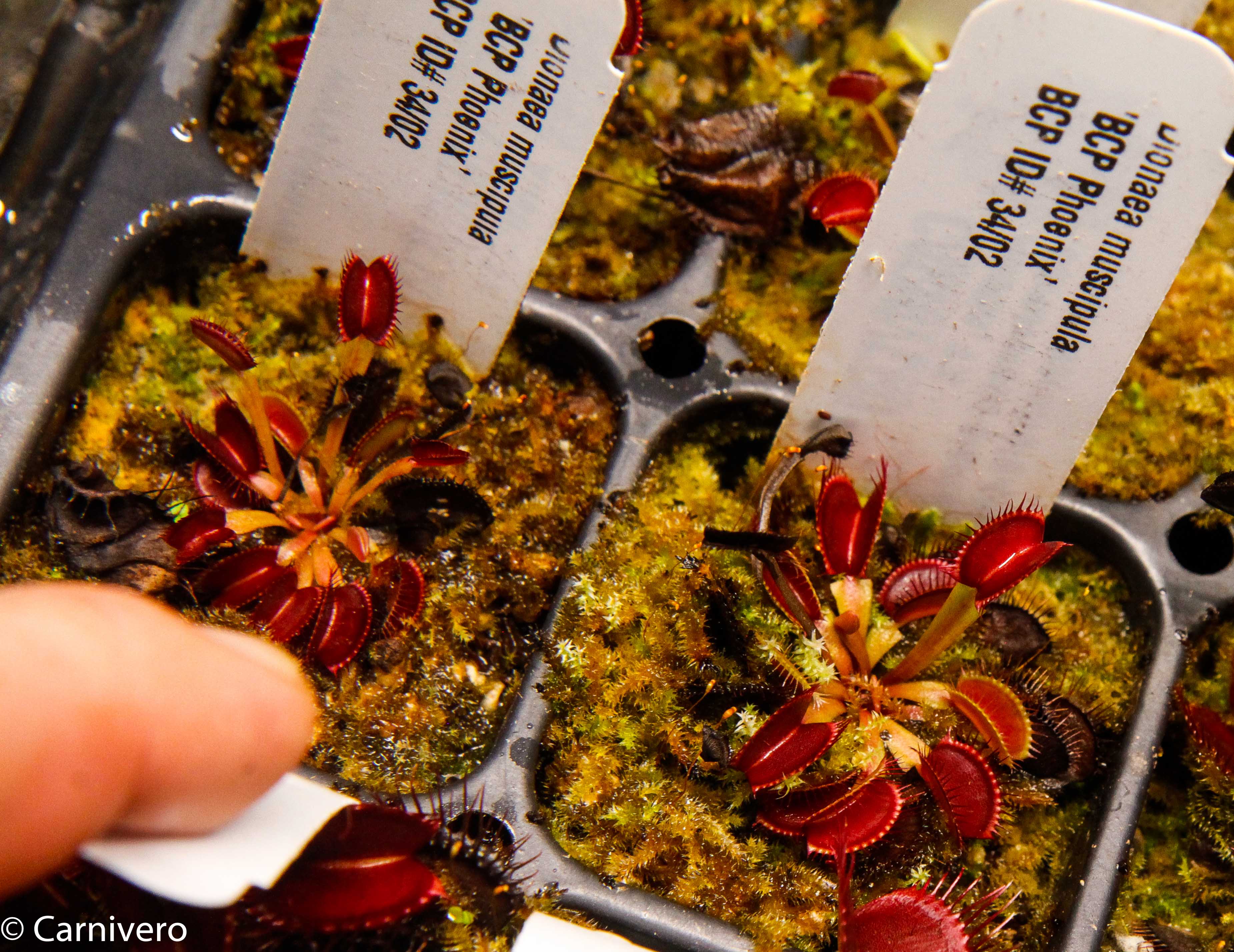 Venus Flytrap- Dionaea muscipula 