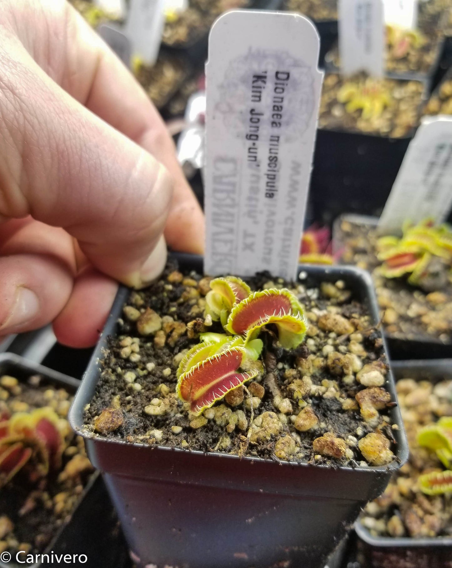 Venus Flytrap- Dionaea muscipula