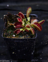 Venus Flytrap- Dionaea muscipula "Tiger Fangs"