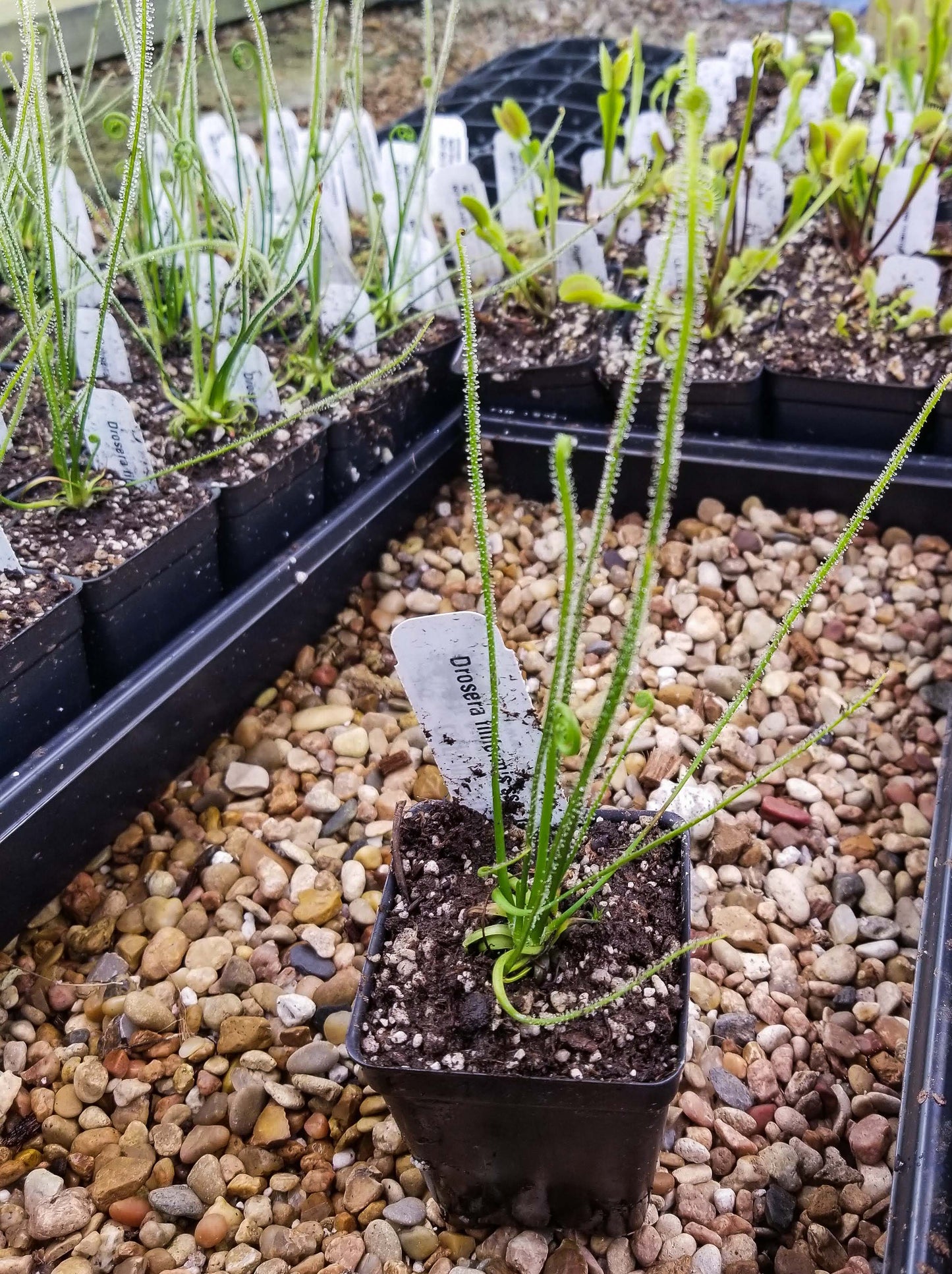 Drosera filiformis var. filiformis