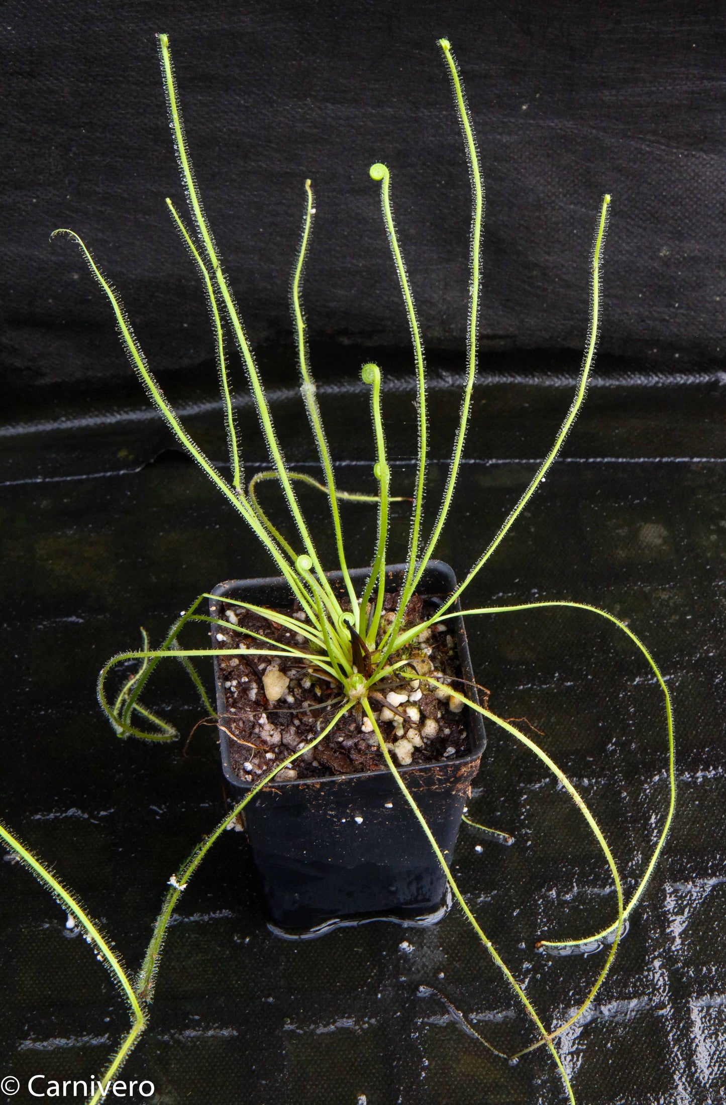 Drosera filiformis var. filiformis