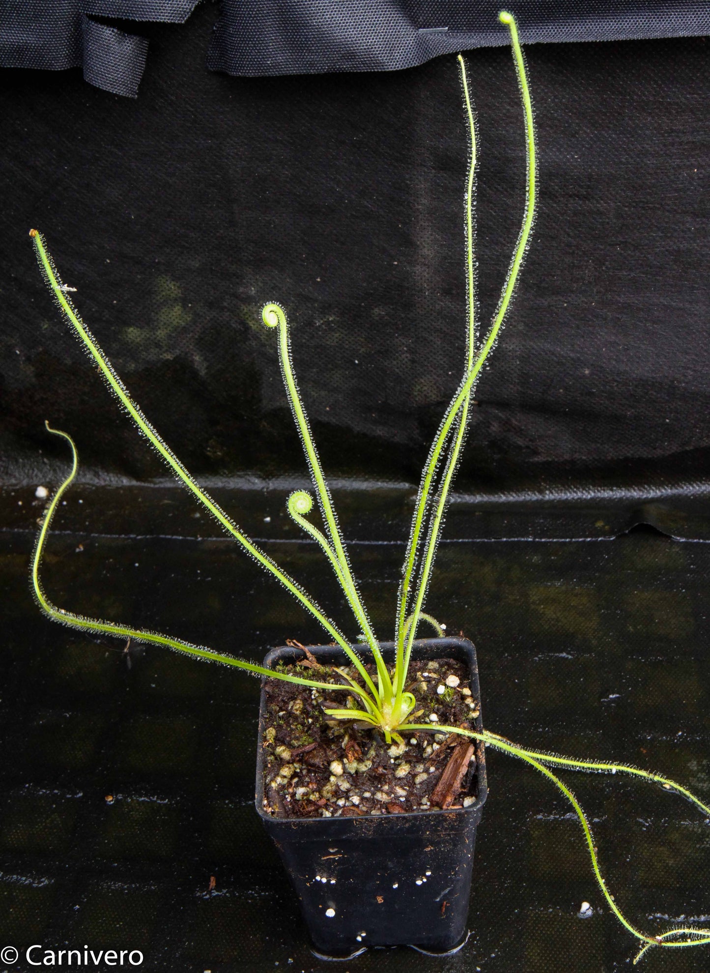 Drosera filiformis var. filiformis