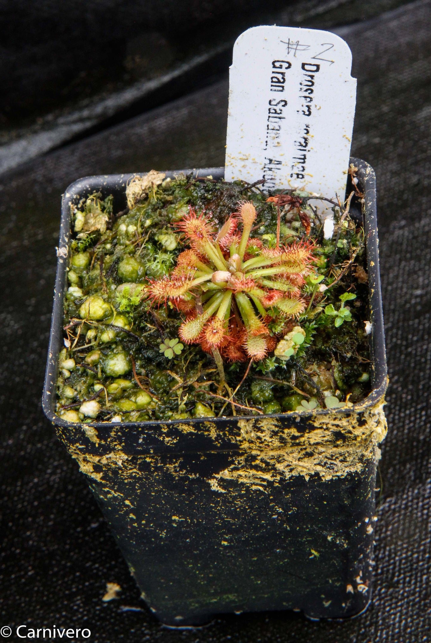 Drosera roraimae Sundew