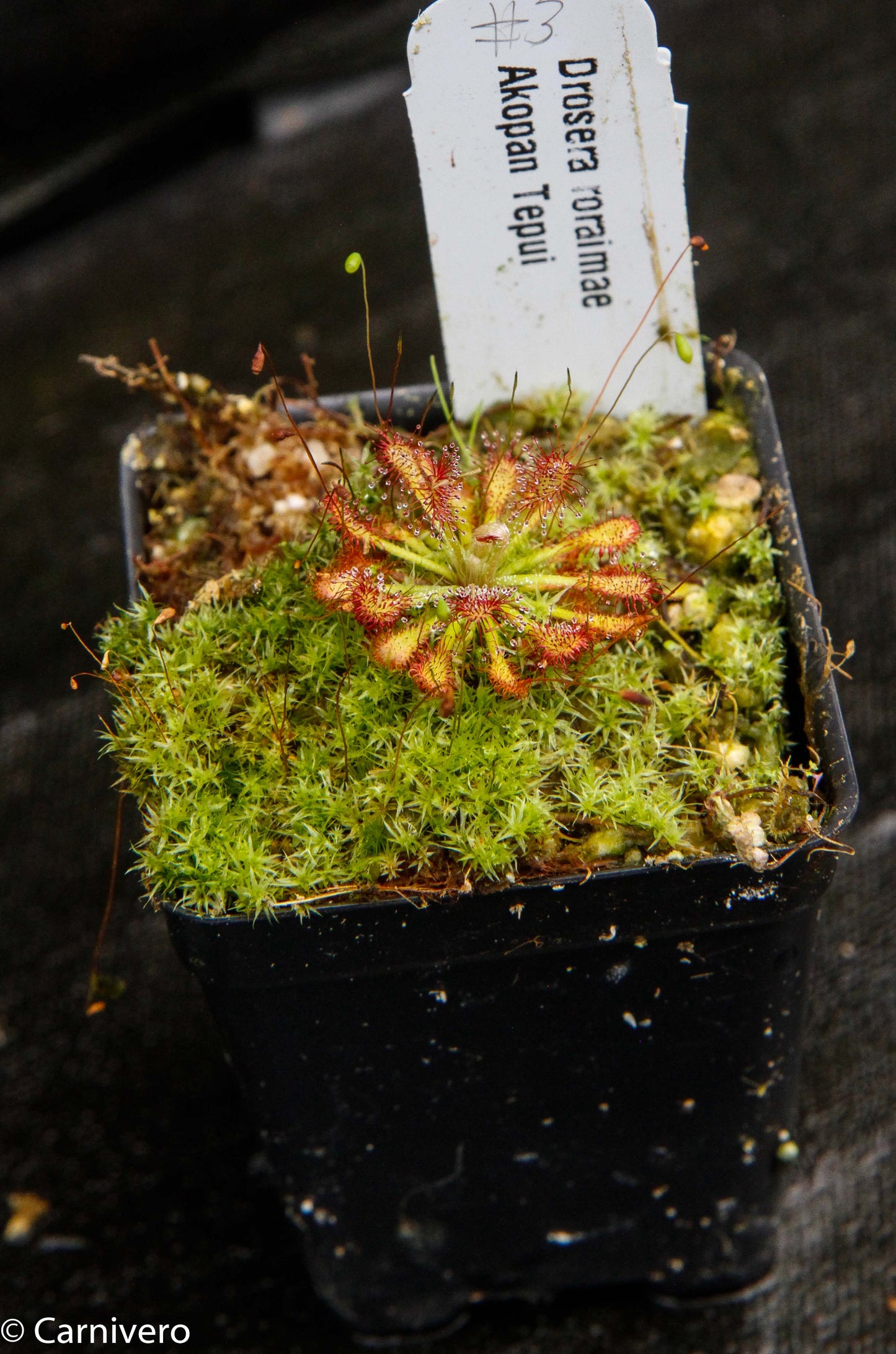 Drosera roraimae Sundew