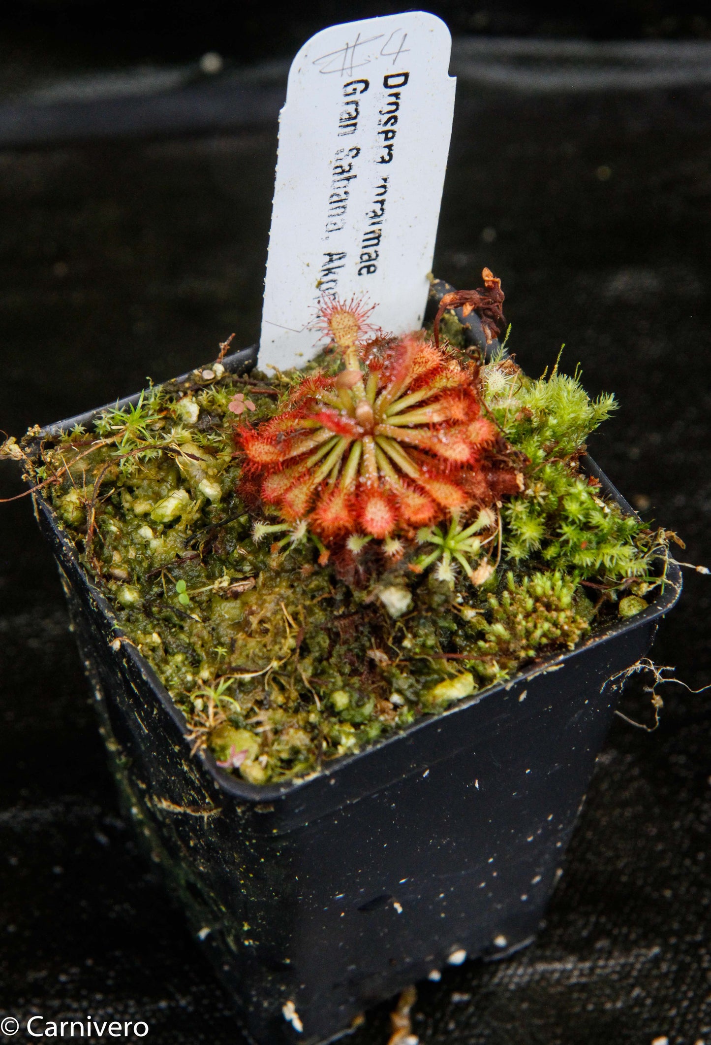 Drosera roraimae Sundew