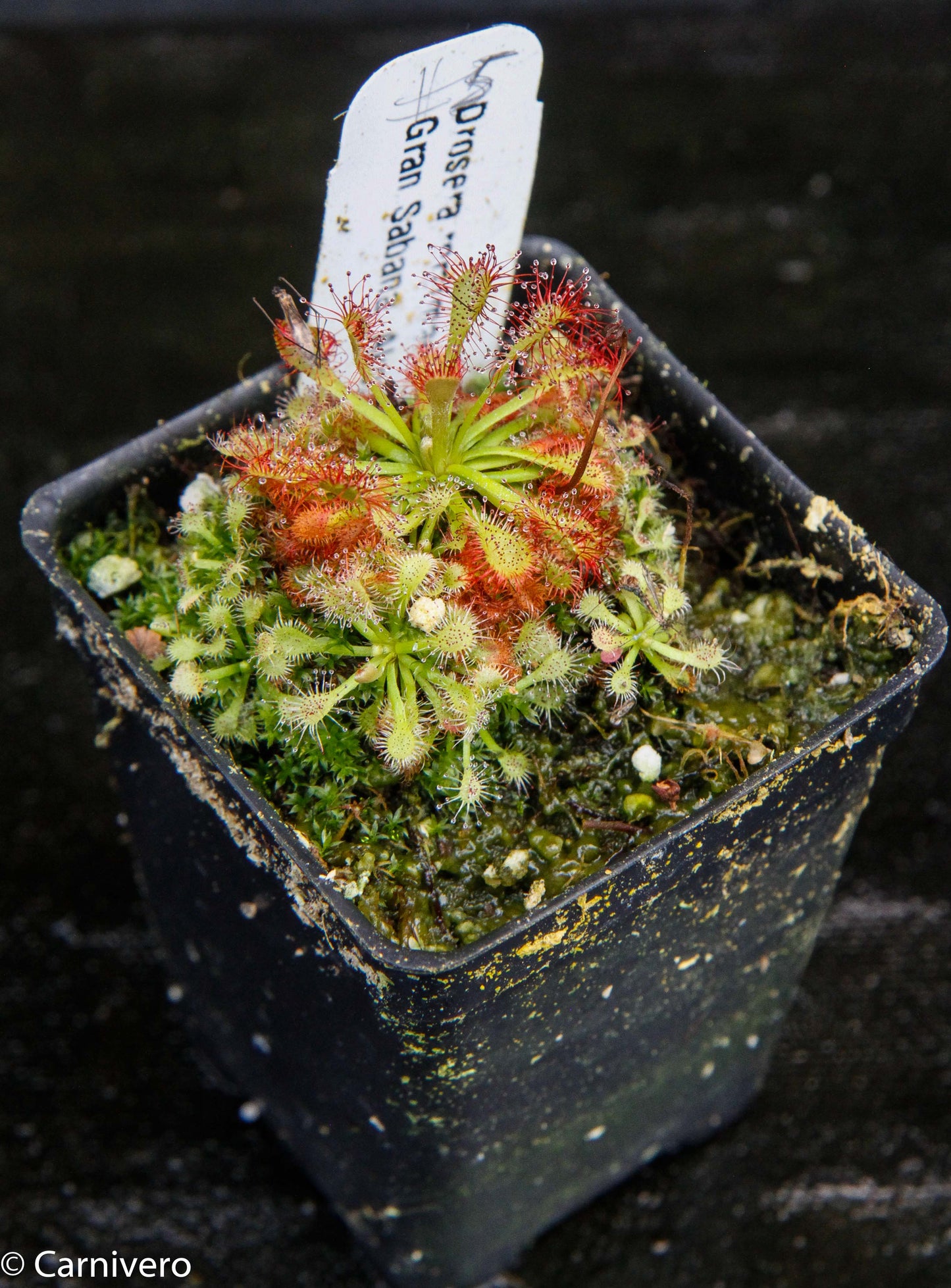 Drosera roraimae Sundew