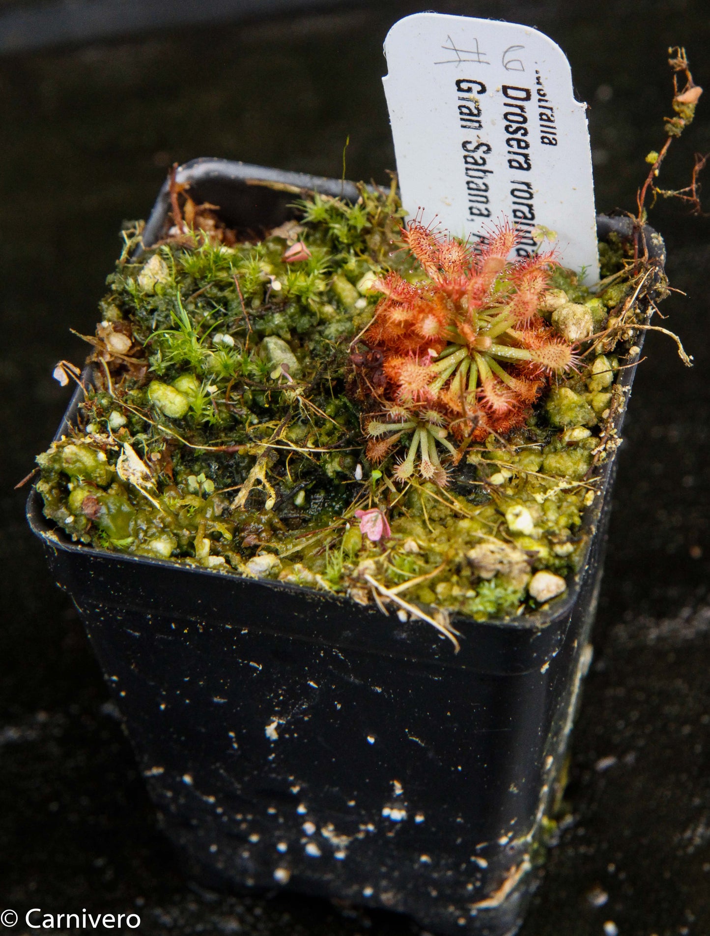 Drosera roraimae Sundew