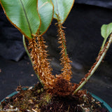 Elaphoglossum decoratum
