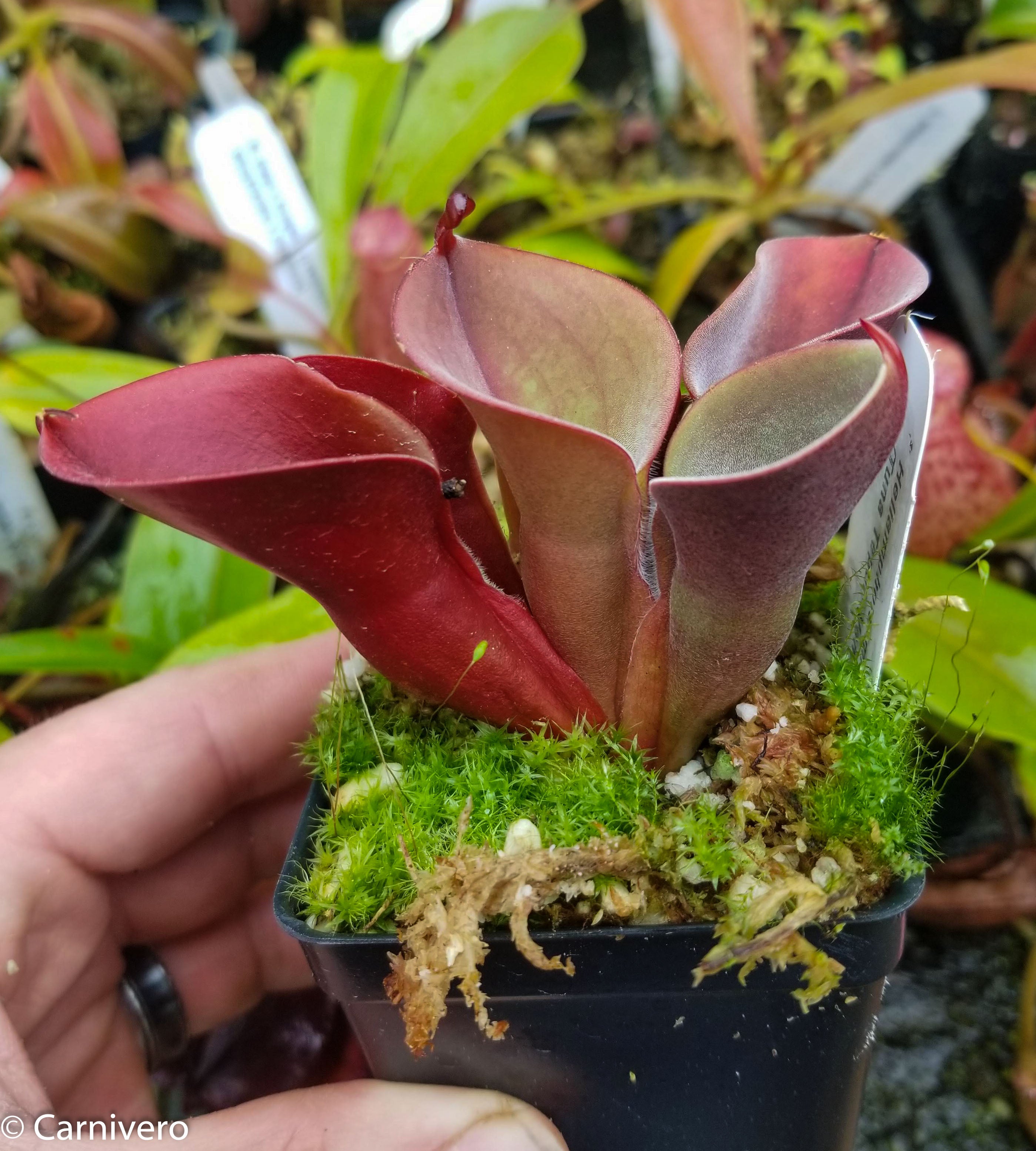 △△△△Heliamphora minor ”Burgundy Black” AW ヘリアンフォラ 食虫植物