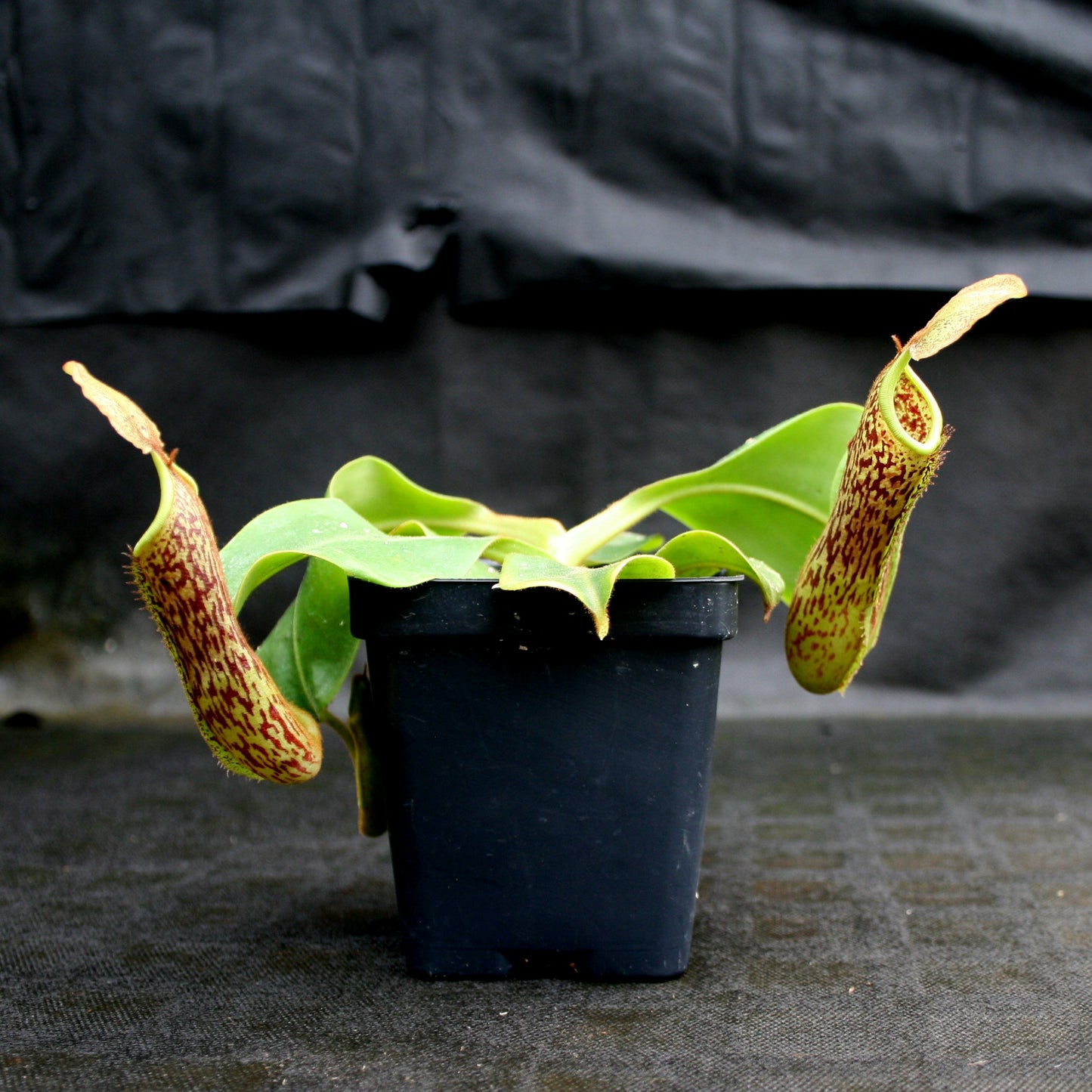 Nepenthes (truncata x campanulata) x platychila