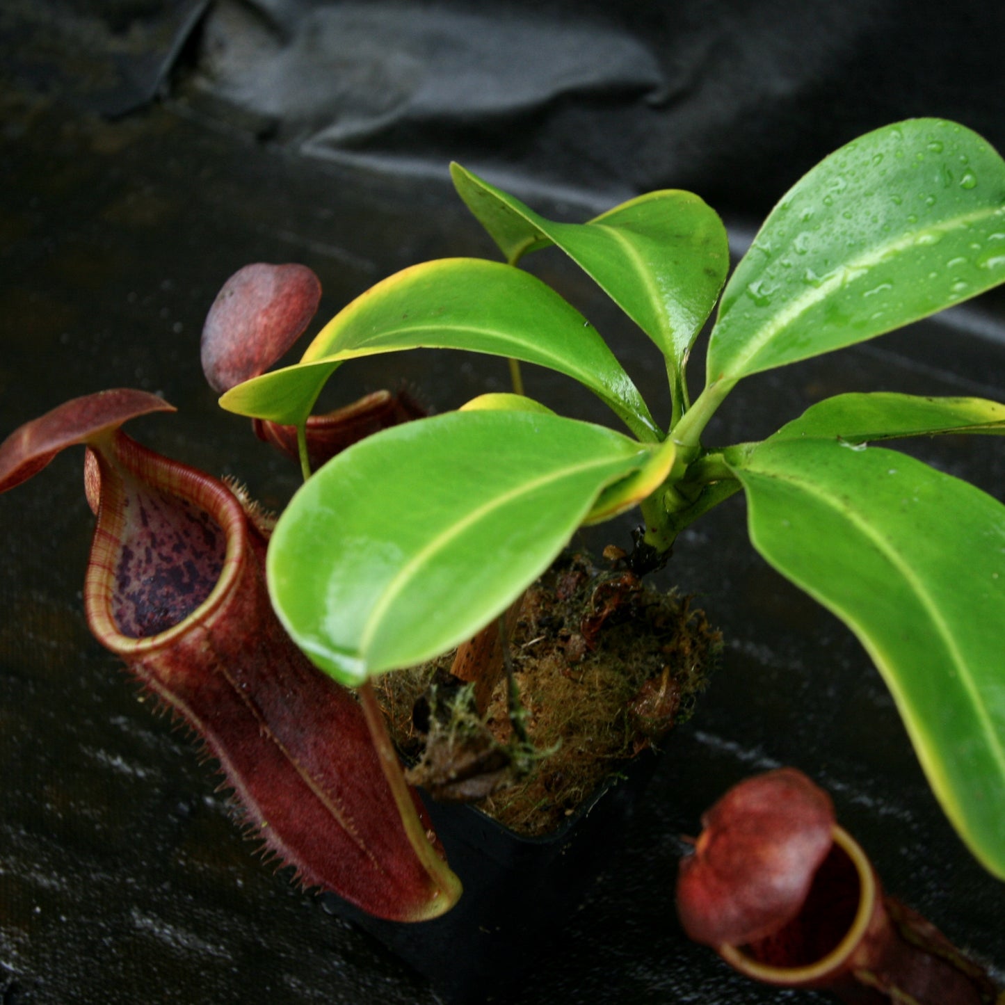 Nepenthes lowii x campanulata