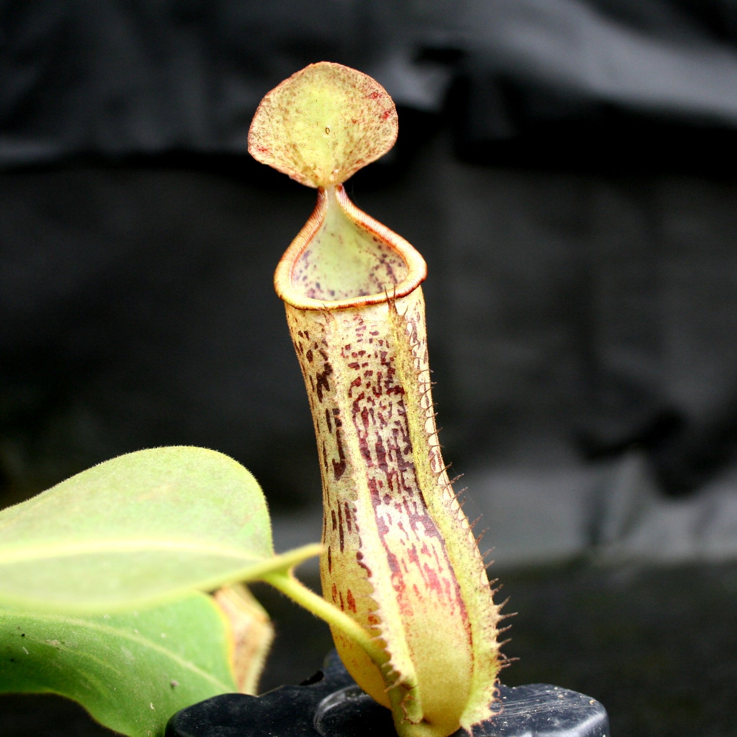 Nepenthes (truncata x campanulata) x platychila