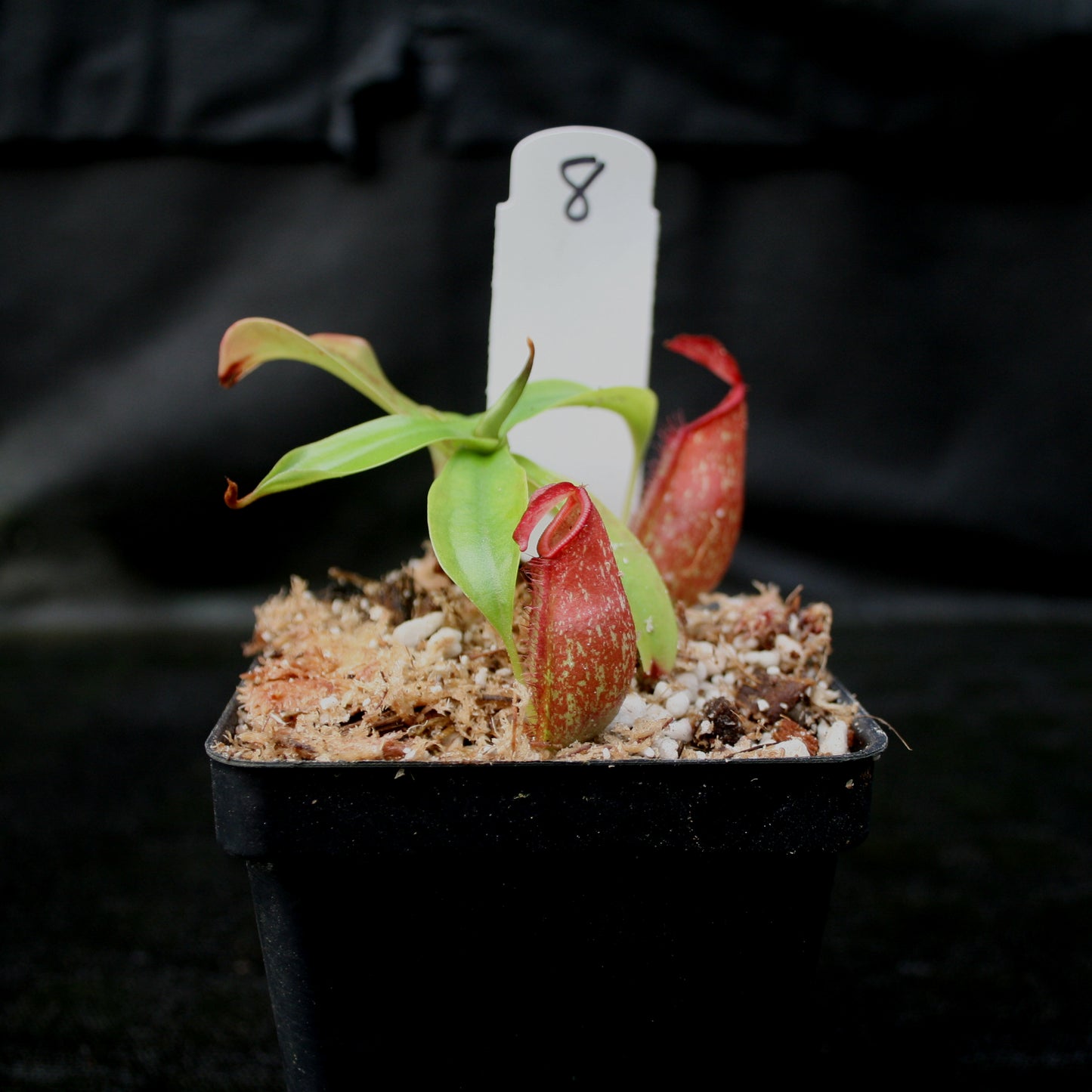 Nepenthes ampullaria x northiana