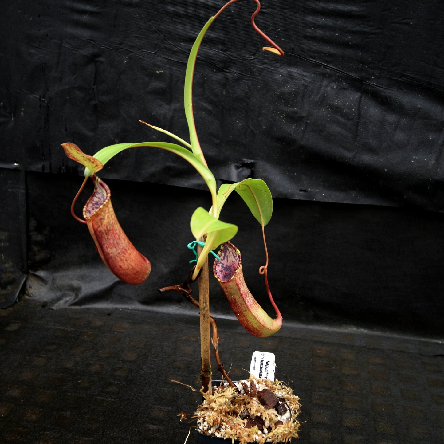 Nepenthes lowii x tentaculata