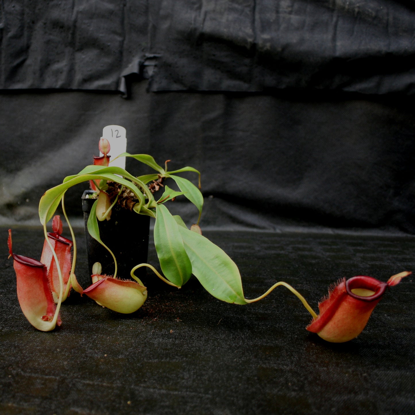 Nepenthes ampullaria x northiana