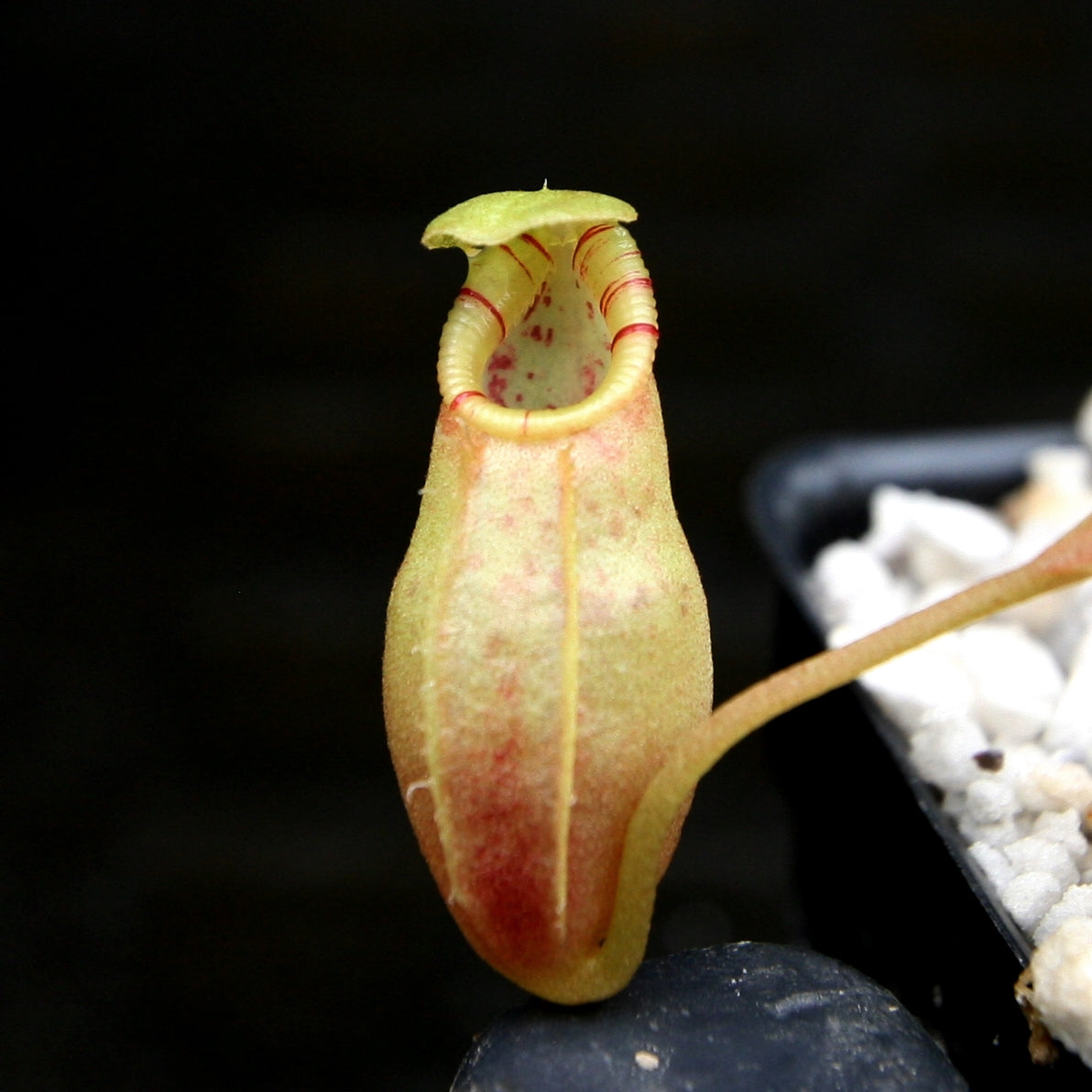 Nepenthes ovata, BE-3919 – Carnivero