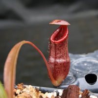 Nepenthes singalana x tenuis, pitcher plant, carnivorous plant, collectors plant, large pitchers, rare plants