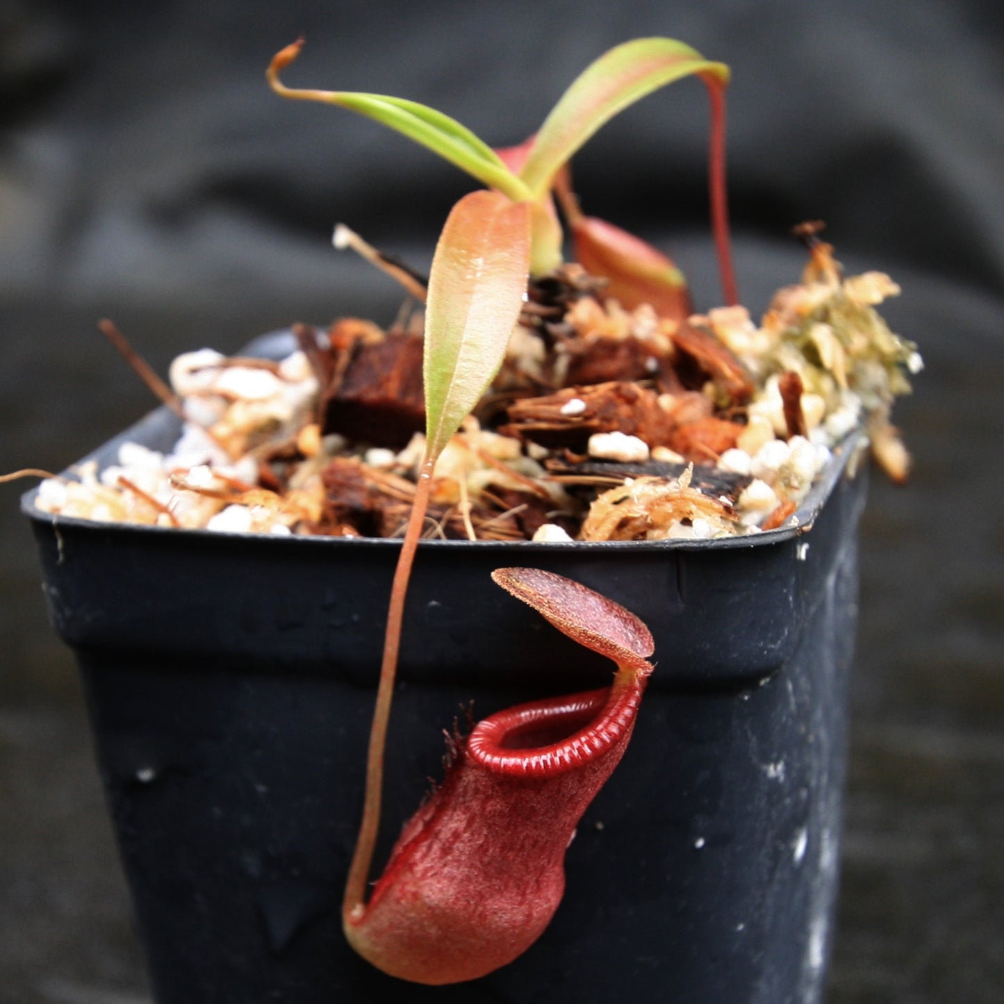 Nepenthes singalana x tenuis, pitcher plant, carnivorous plant, collectors plant, large pitchers, rare plants
