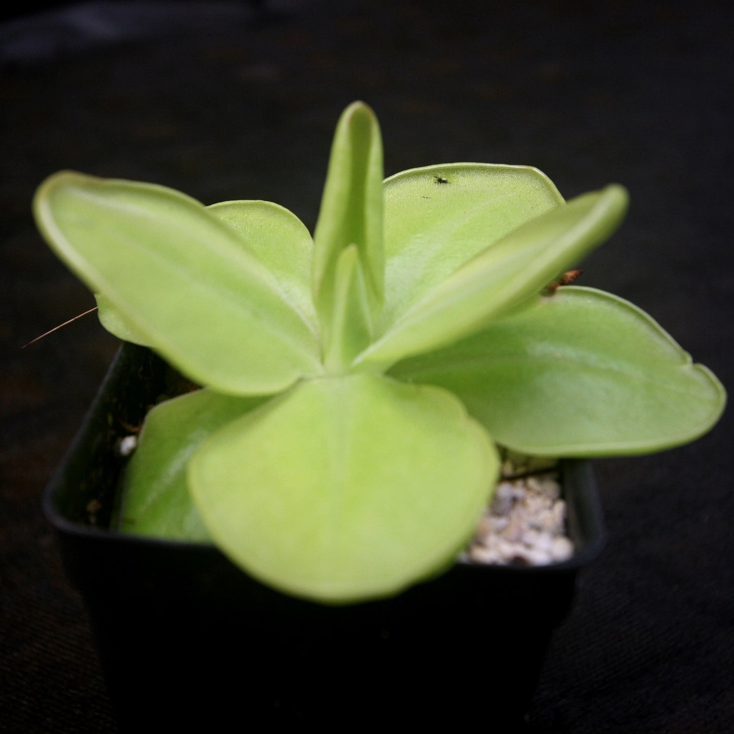 Pinguicula moranensis 'superba' butterwort, Butterwort, carnivorous plant, gnat eating plant, beginner plant, fungus gnat eating plant, easy to grow, ping, Mexican butterwort, ping plant.