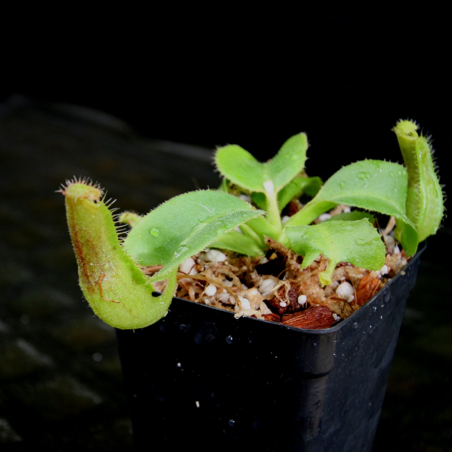 Nepenthes truncata (JB x (c)-A), CAR-0206