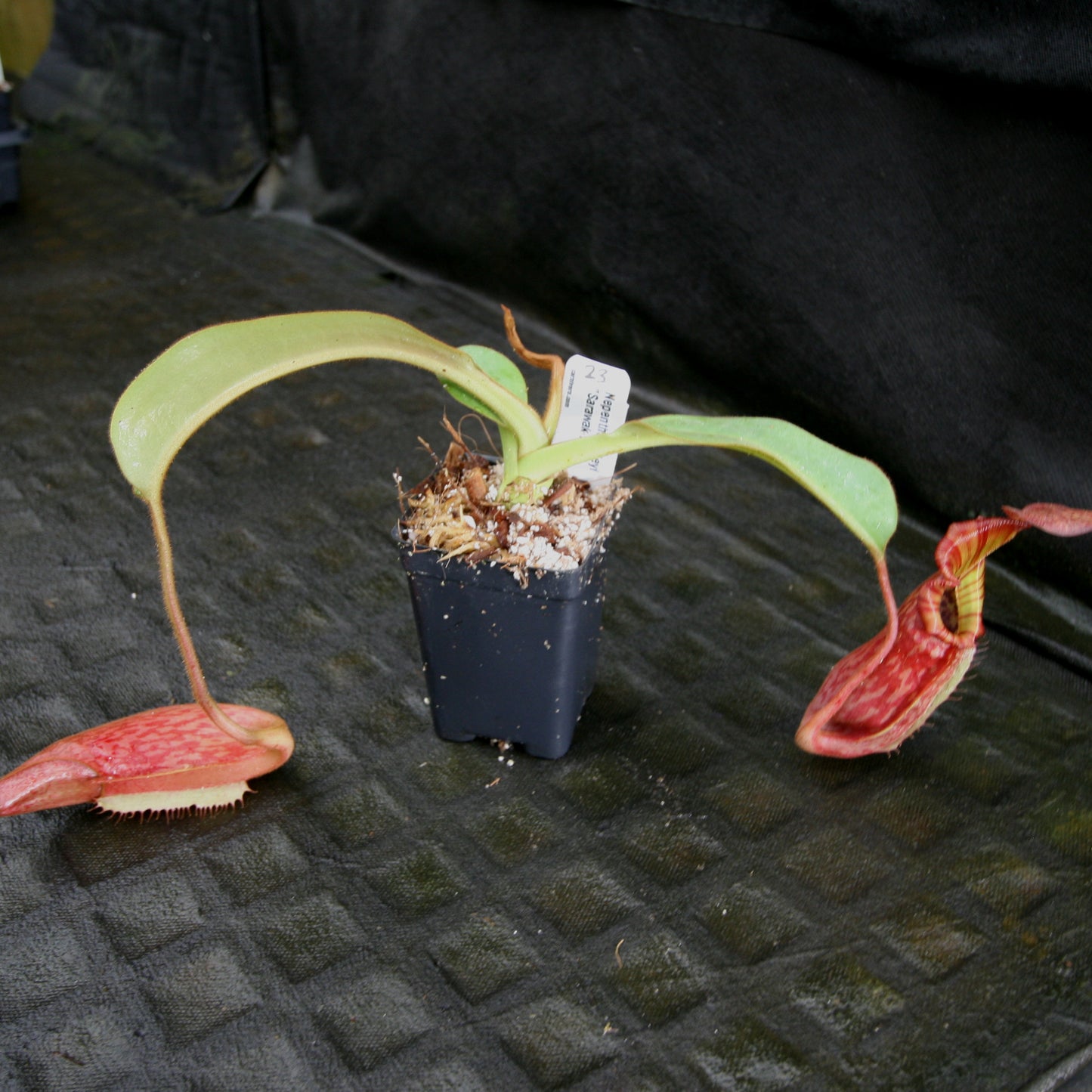 Nepenthes tiveyi