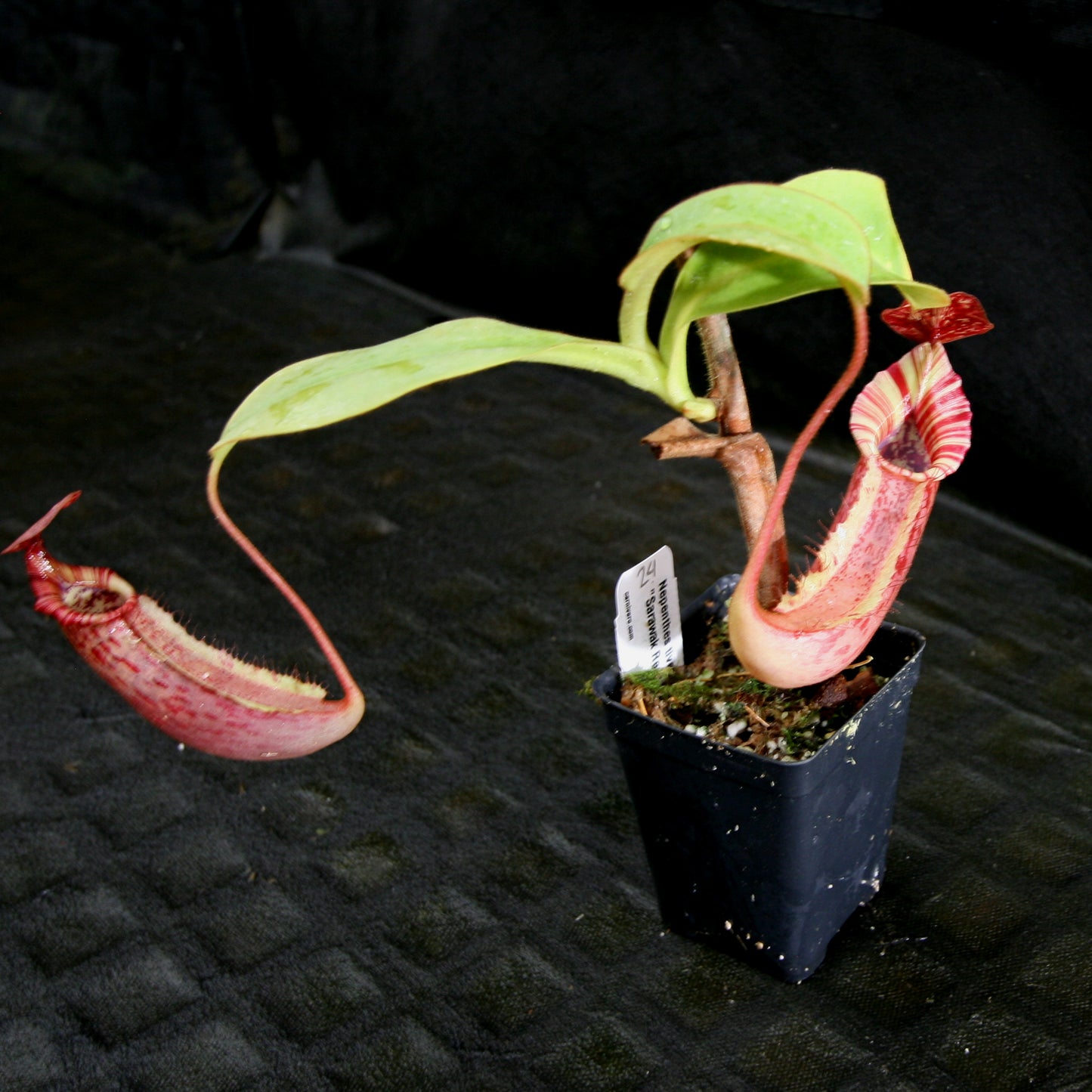 Nepenthes tiveyi
