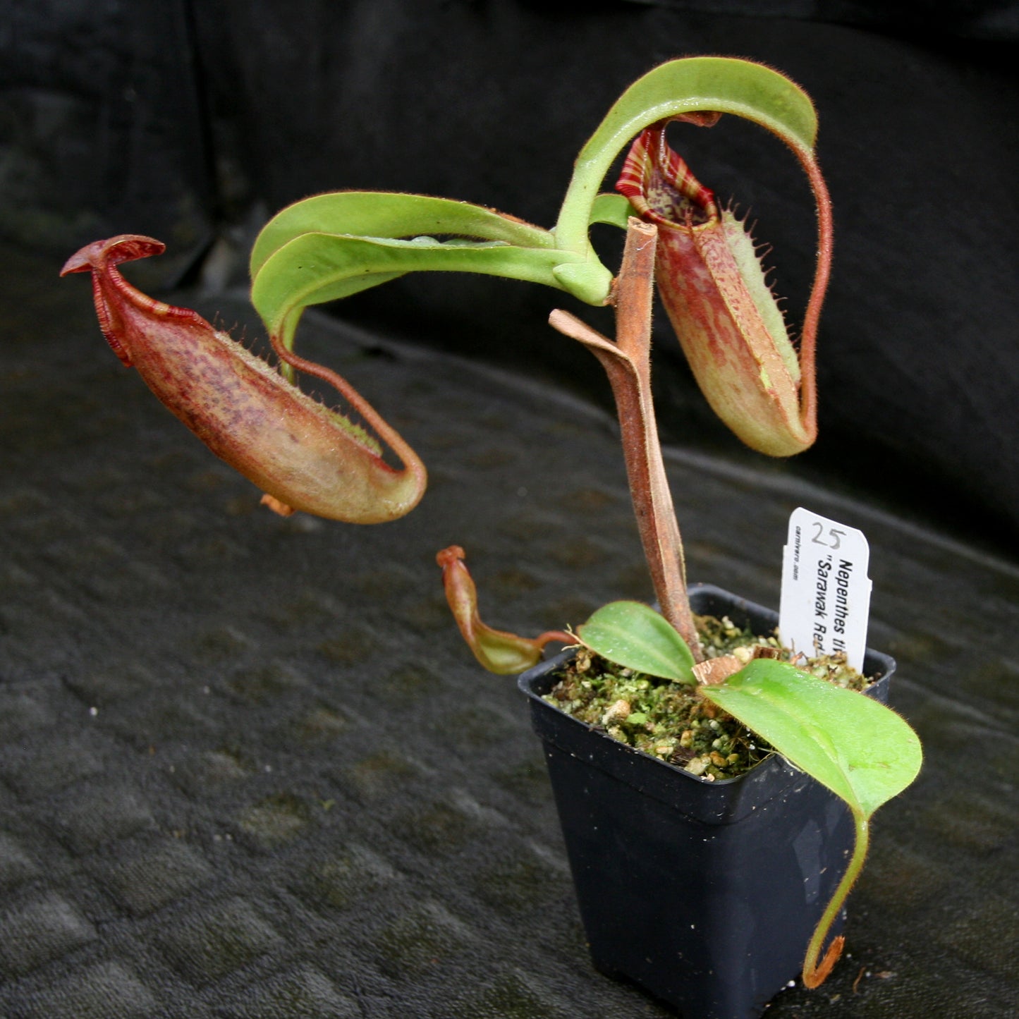 Nepenthes tiveyi