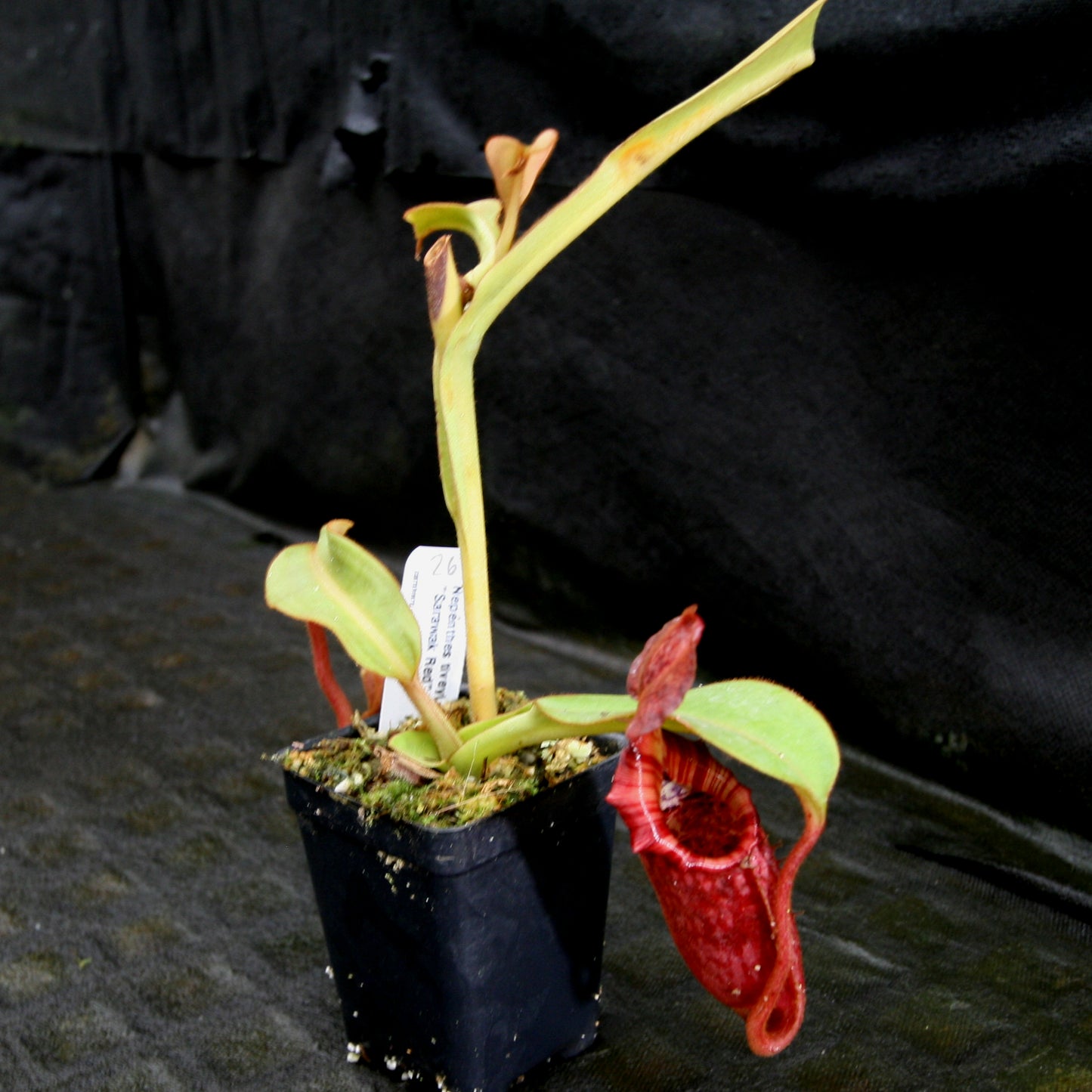 Nepenthes tiveyi