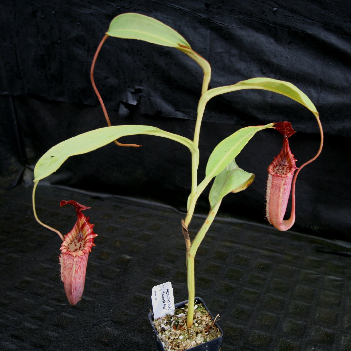 Nepenthes tiveyi