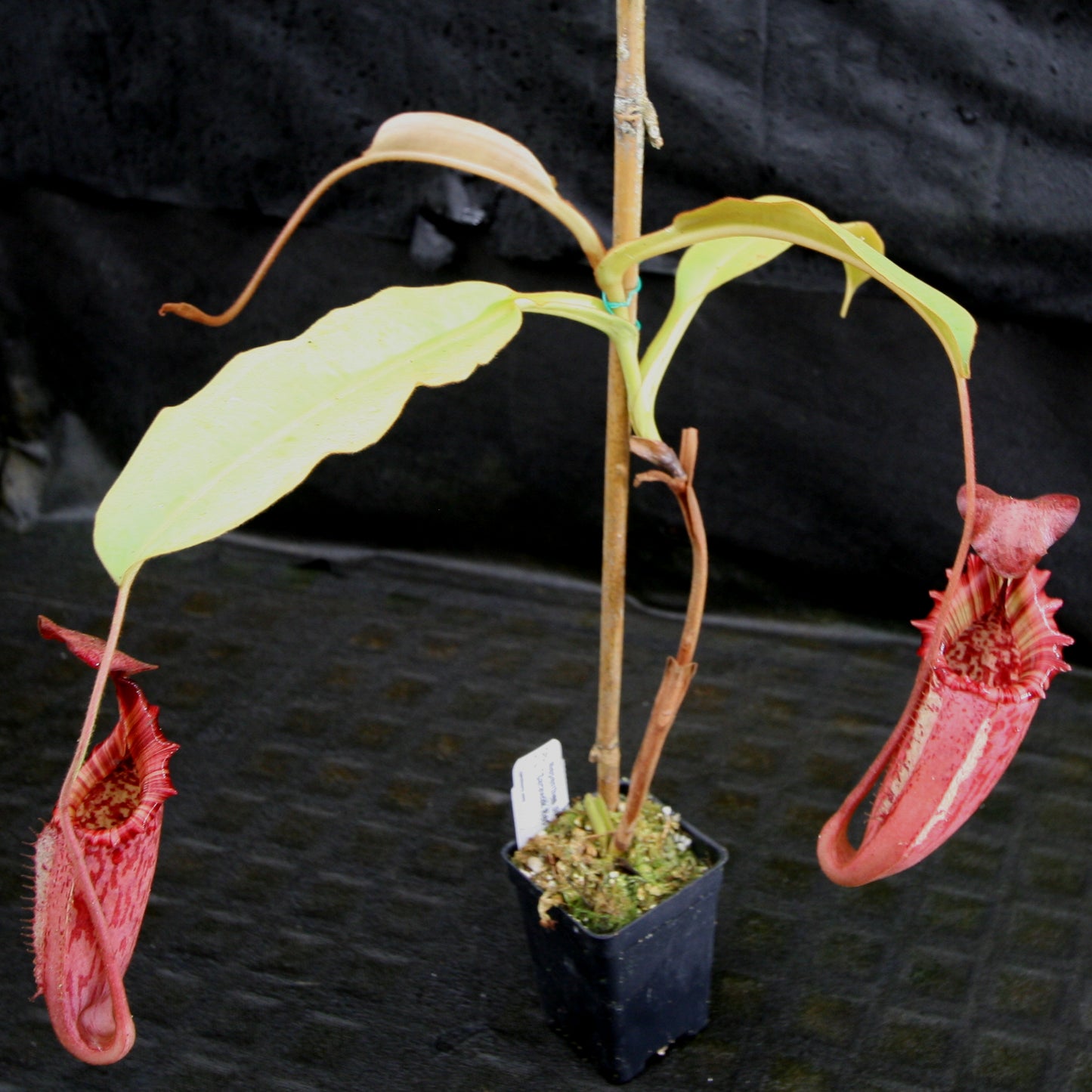 Nepenthes tiveyi