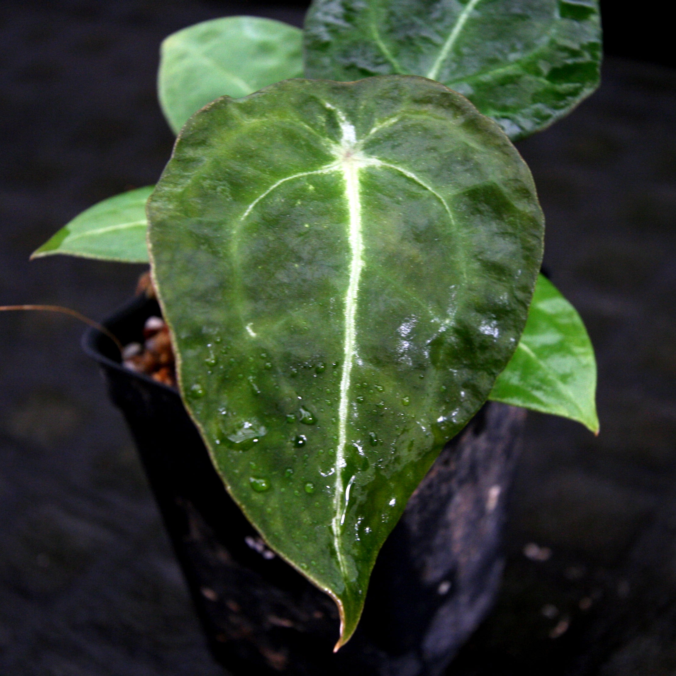 anthurium naranguita Anthurium forgetii x villenaorum, CAR-0208 – Carnivero
