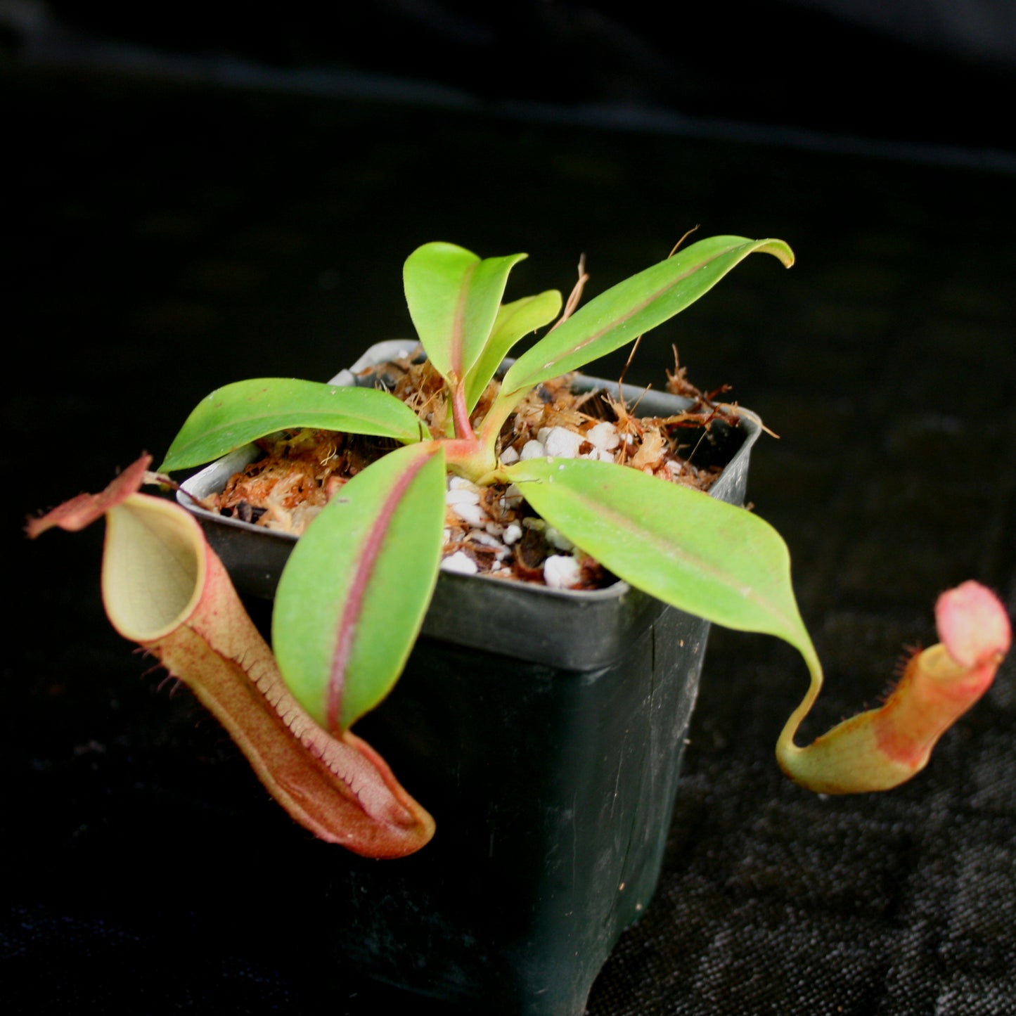 Nepenthes Song of Melancholy, CAR-0129, pitcher plant, carnivorous plant, collectors plant, large pitchers, rare plants