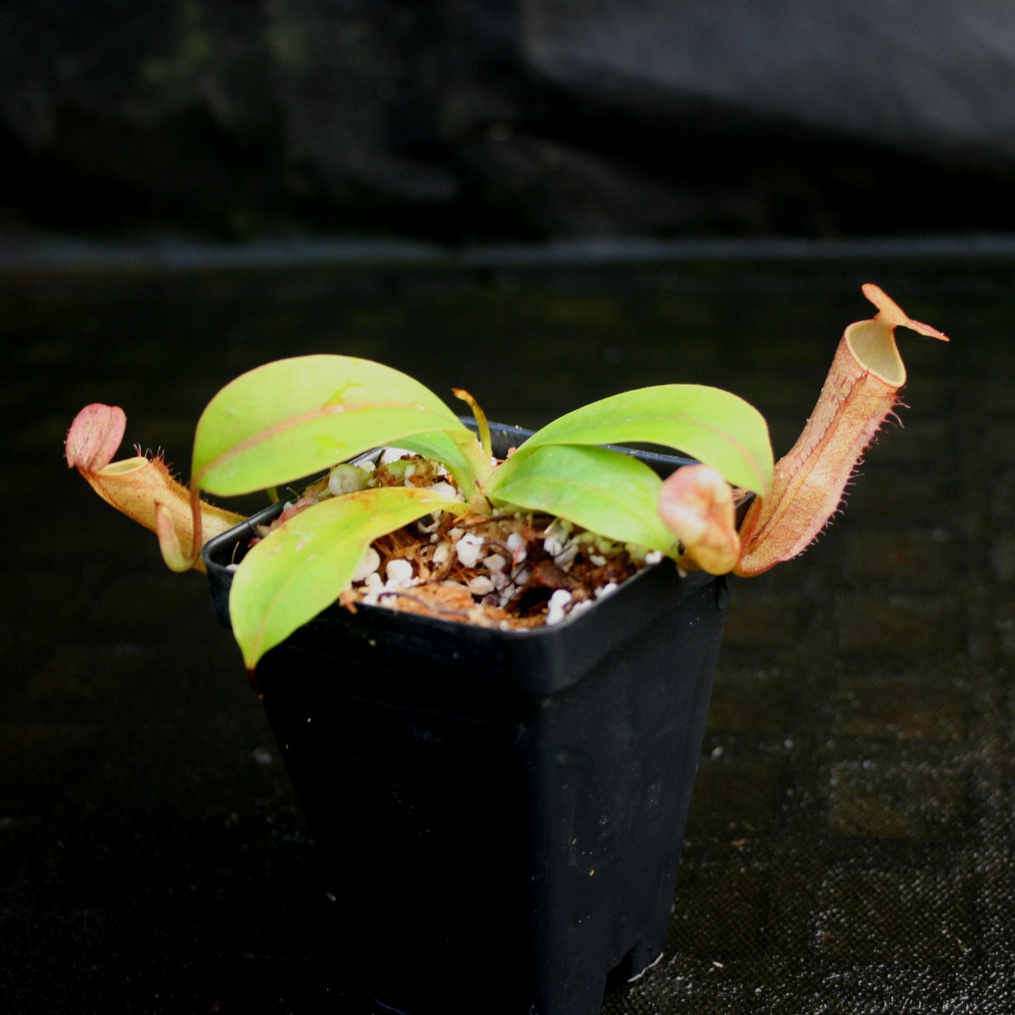 Nepenthes Song of Melancholy, CAR-0129, pitcher plant, carnivorous plant, collectors plant, large pitchers, rare plants
