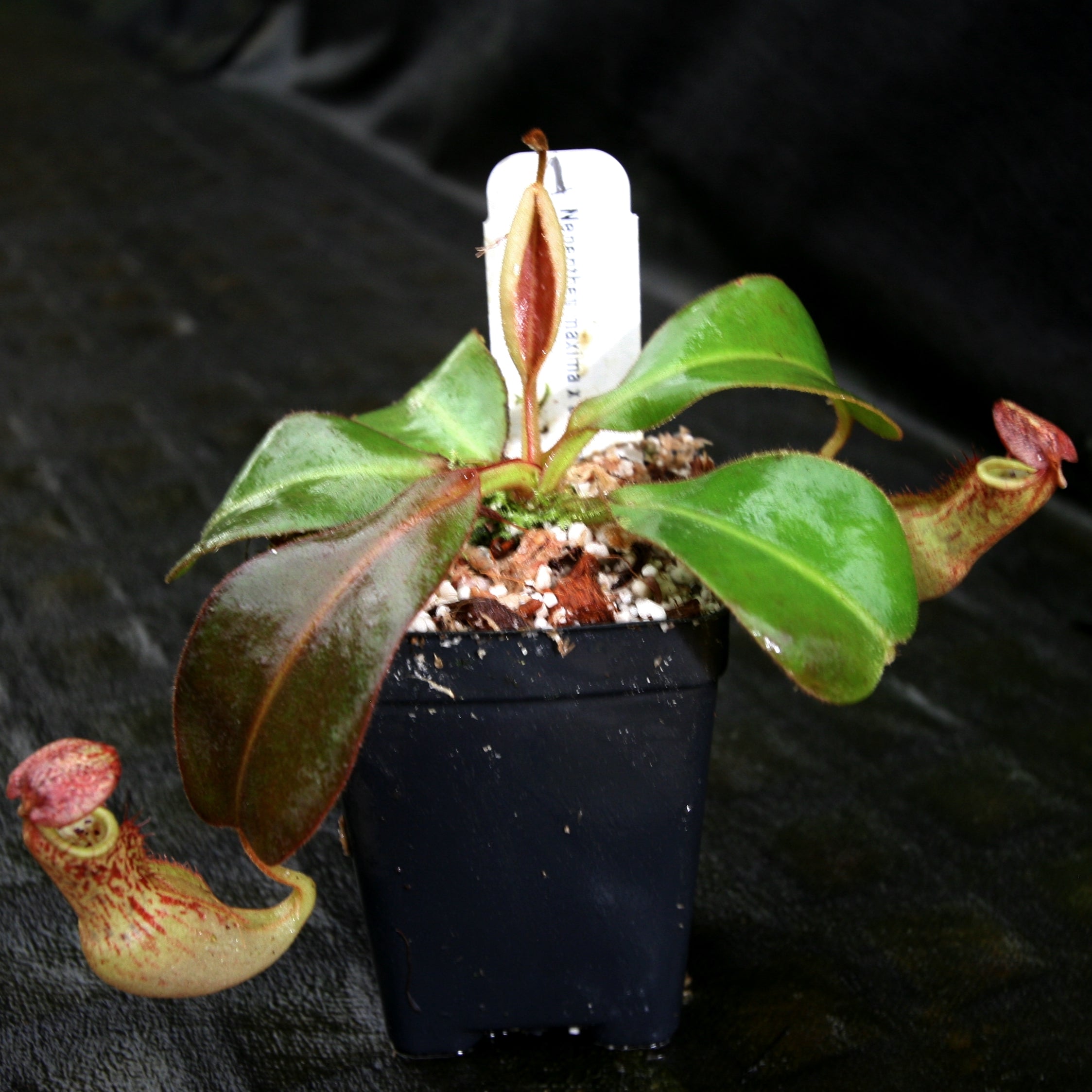 Nepenthes maxima x clipeata – Carnivero