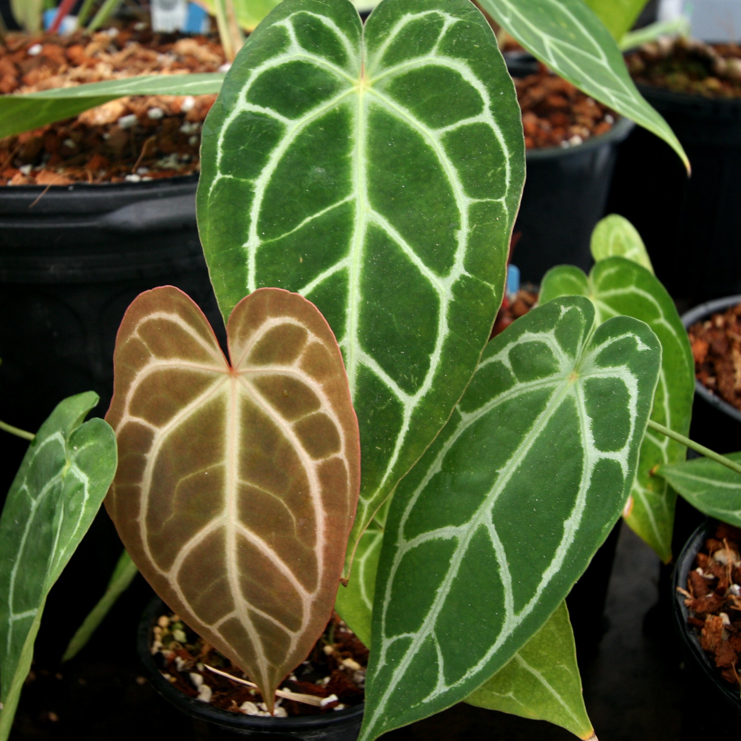 Anthurium magnificum x crystallinum – Carnivero