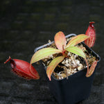 Nepenthes ampullaria x aristolochioides, pitcher plant, carnivorous plant, collectors plant, large pitchers, rare plants
