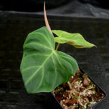 Philodendron fibrosum Red