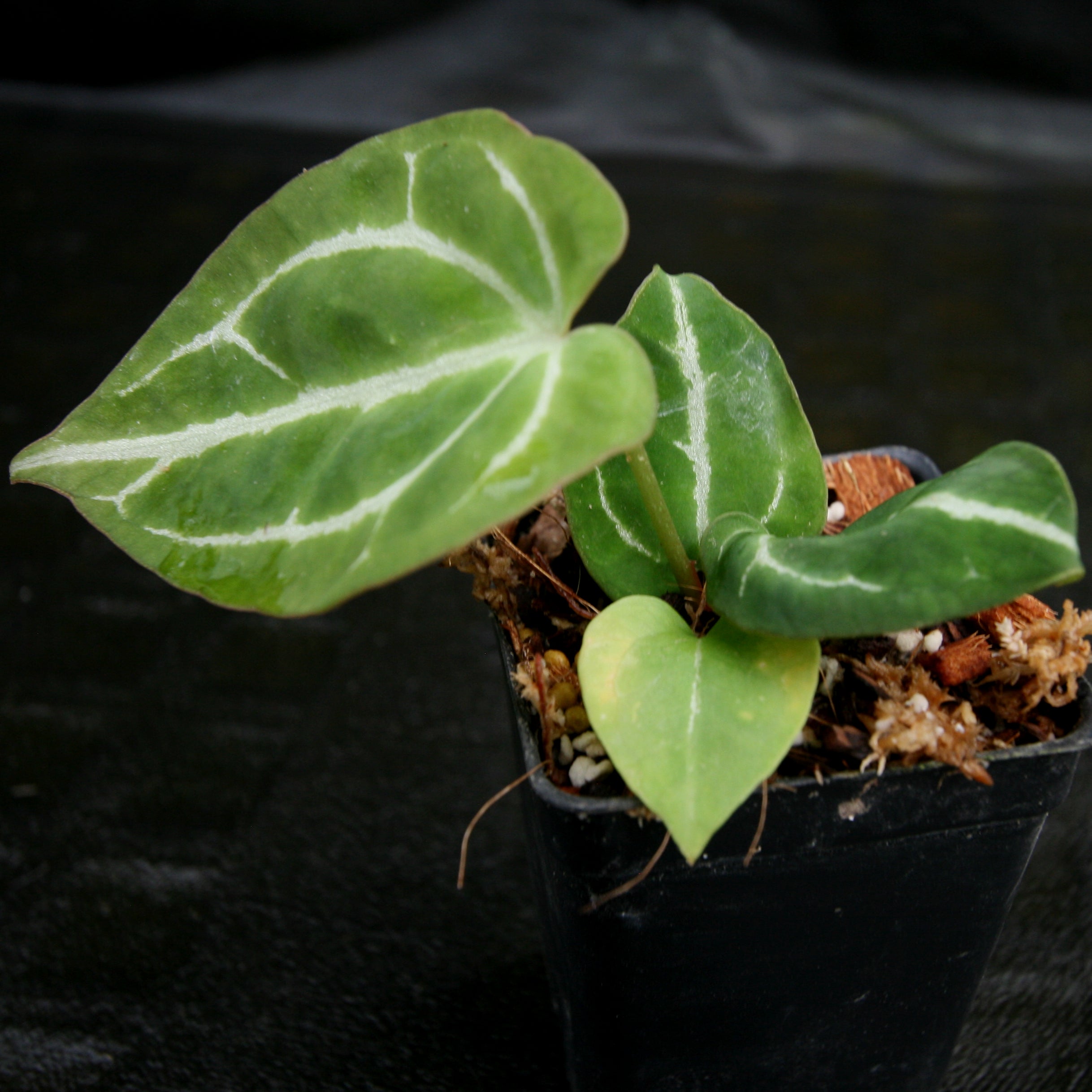 anthurium crystallinum black Anthurium crystallinum Dark, CAR-0212 – Carnivero